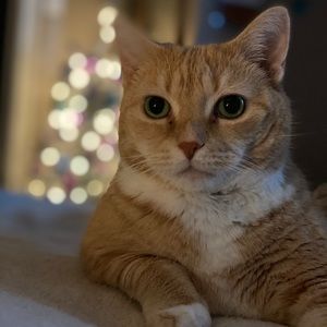 Meet your Posher, Saphron